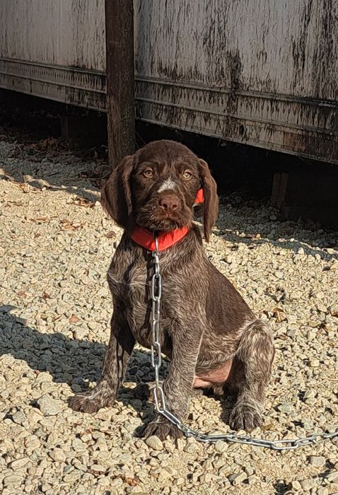 Щенки дратхаара .