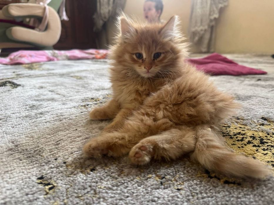 Мушук сотилади Кошка продаются