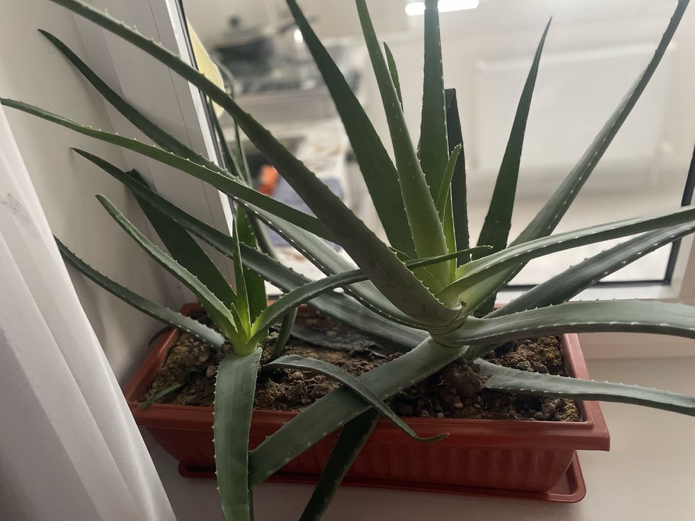 Aloe 550ming………..