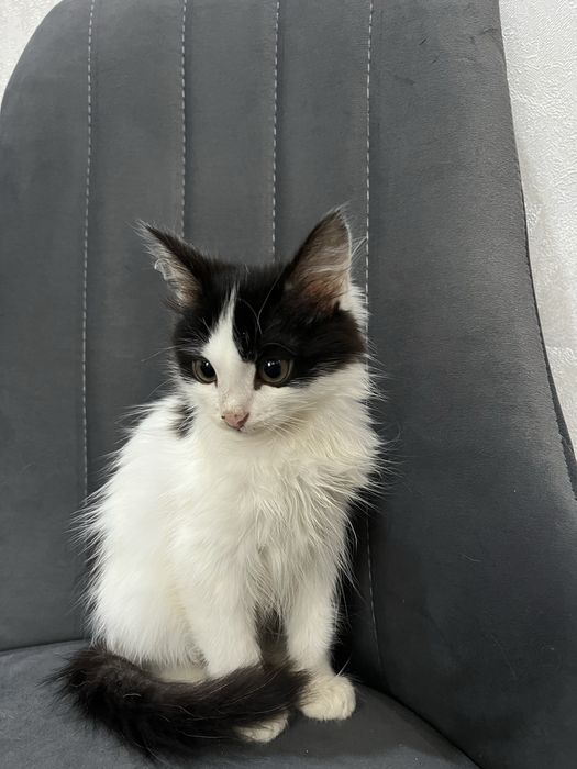 Отдам в добрые руки очаровательную котёнку!