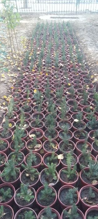 Продаю Голубые и Серебристые Ели в горшках