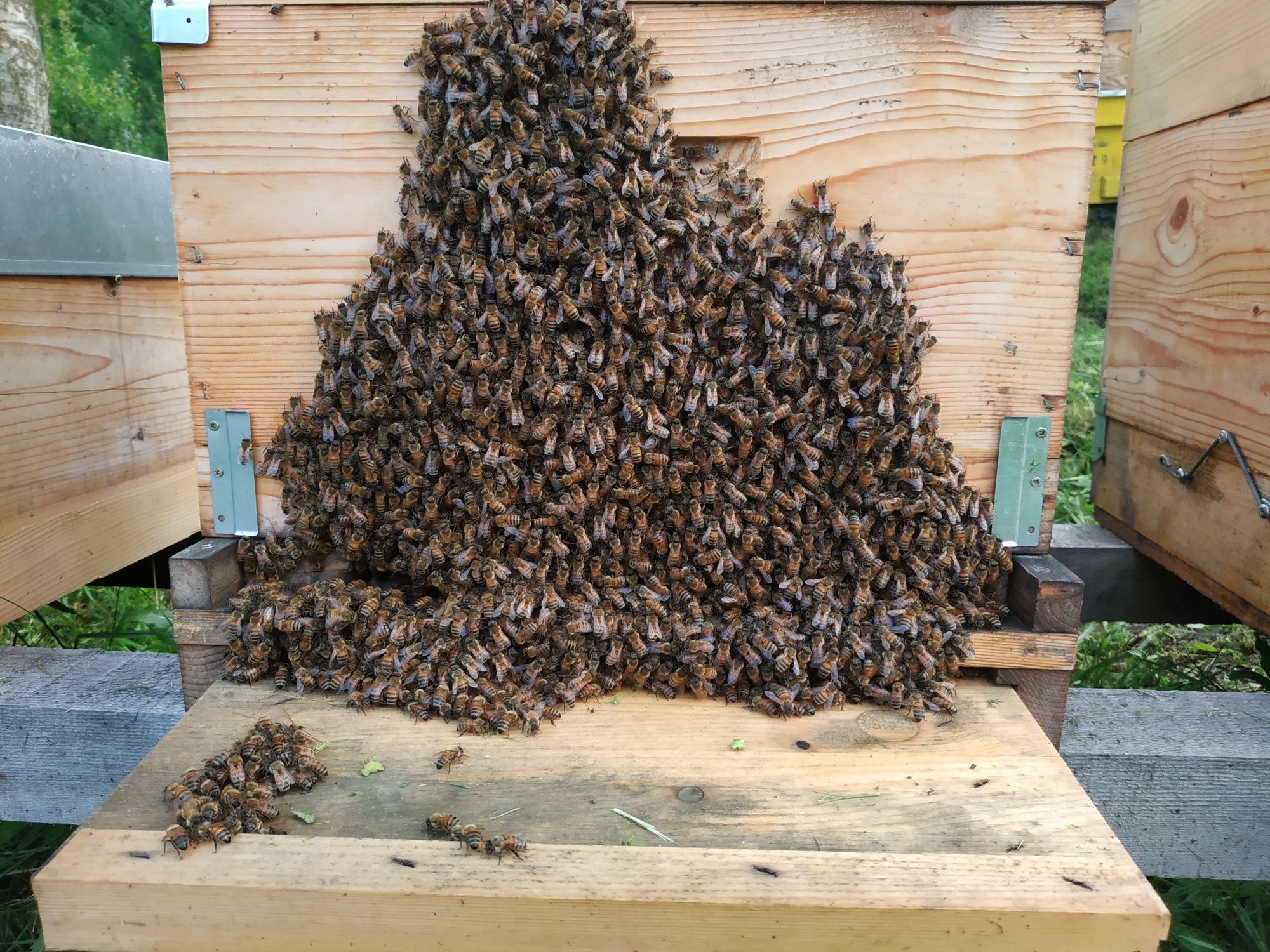 Albine , roiuri de vânzare
