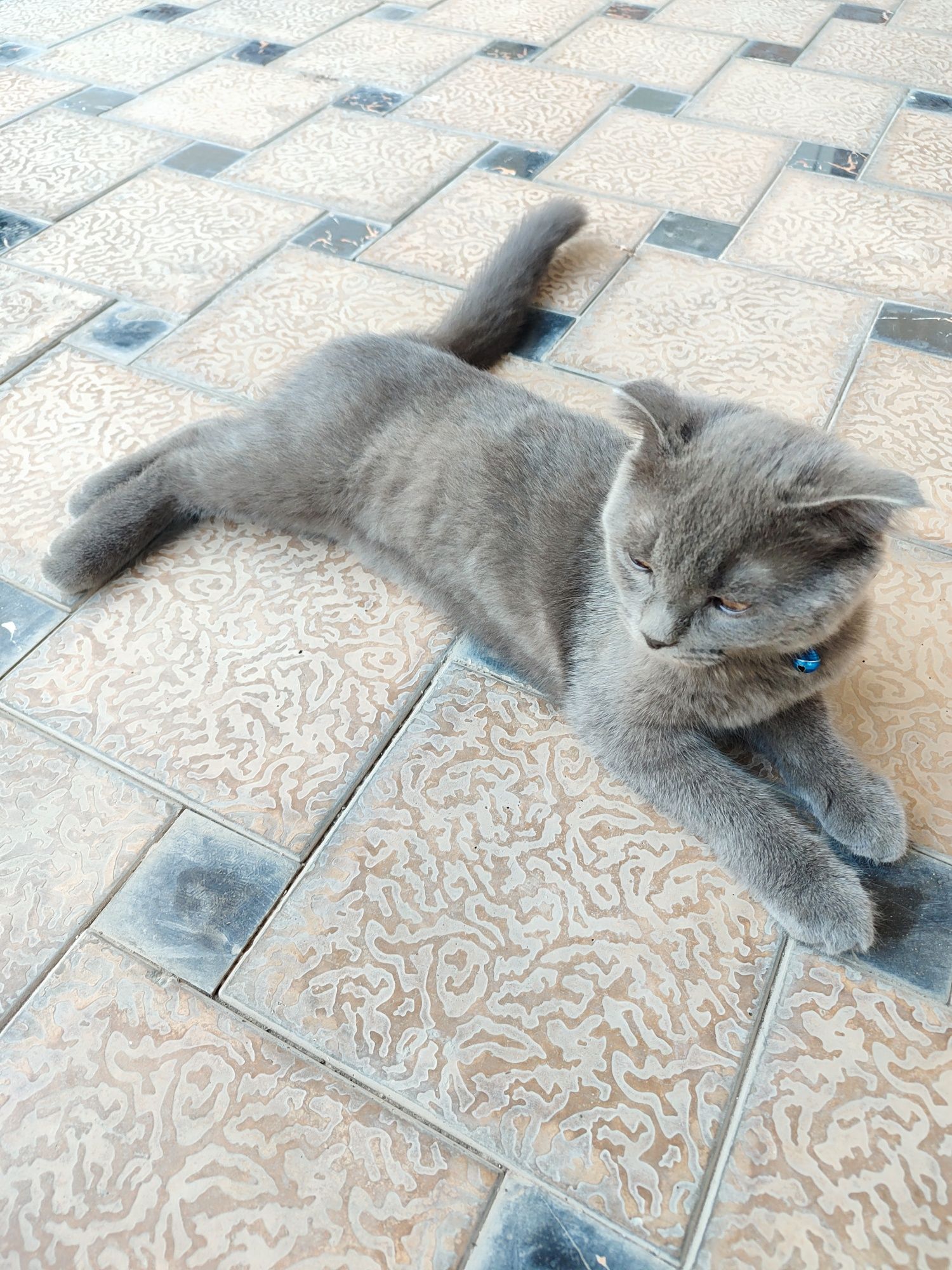 Скоттиш фолд шотландские сотилади