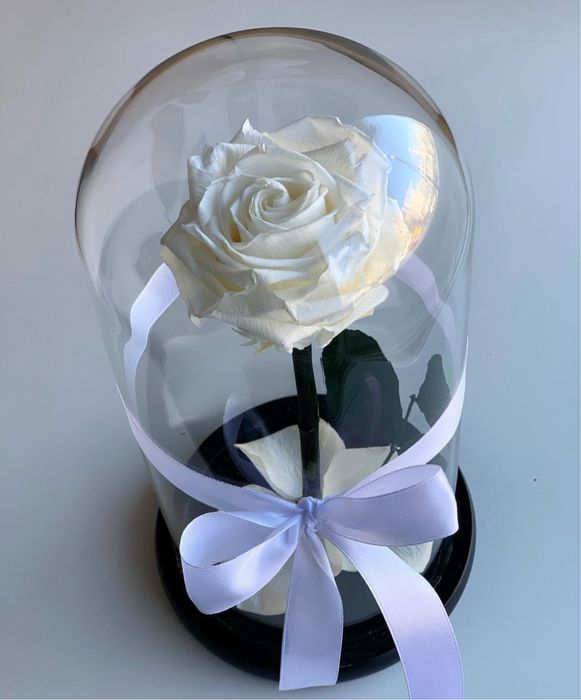 Роза под куполом