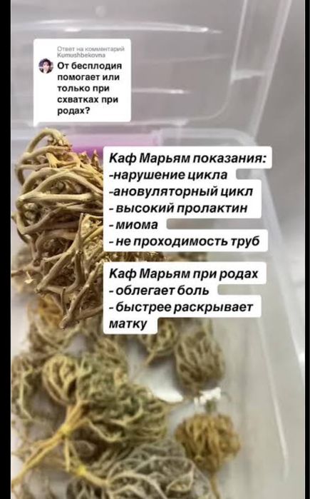 Каф Марьям цветок для родов и бесплодия