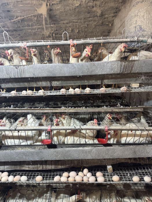 Ломан сенди товуклар сотилади