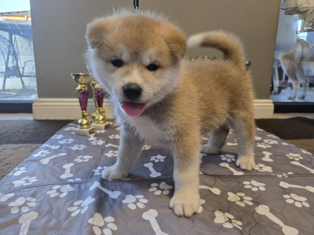 Akita Inu cu pedigree