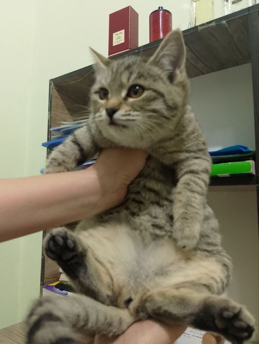 Пристраиваются котята