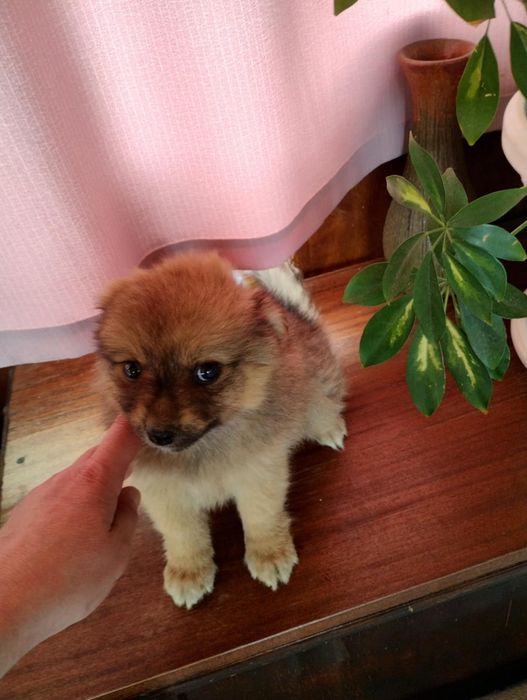 Шпиц померан 2 момченца