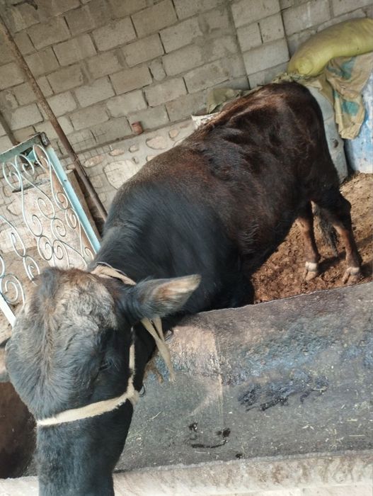 Зотли кал швет мол