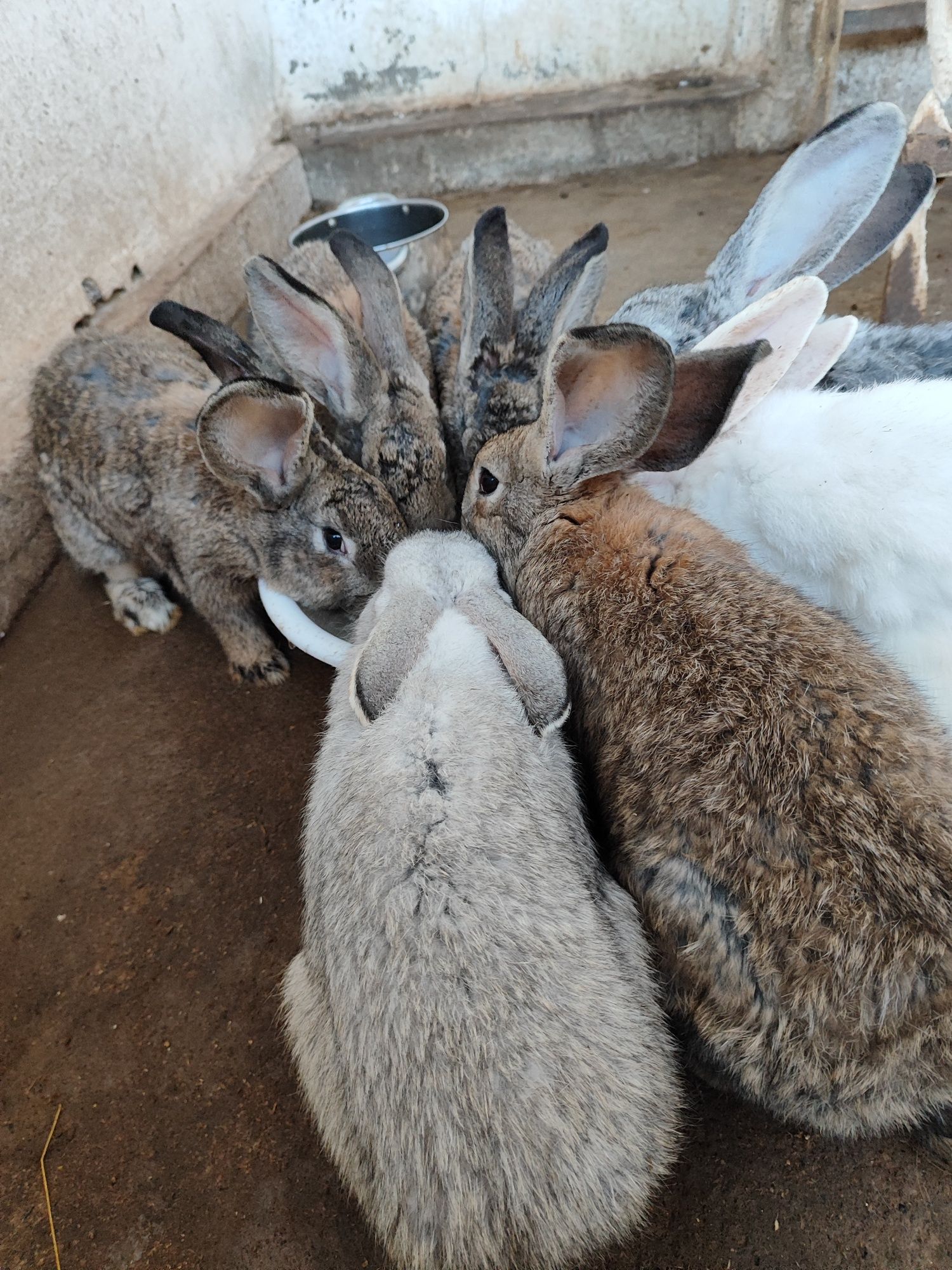 Кролики  фландер