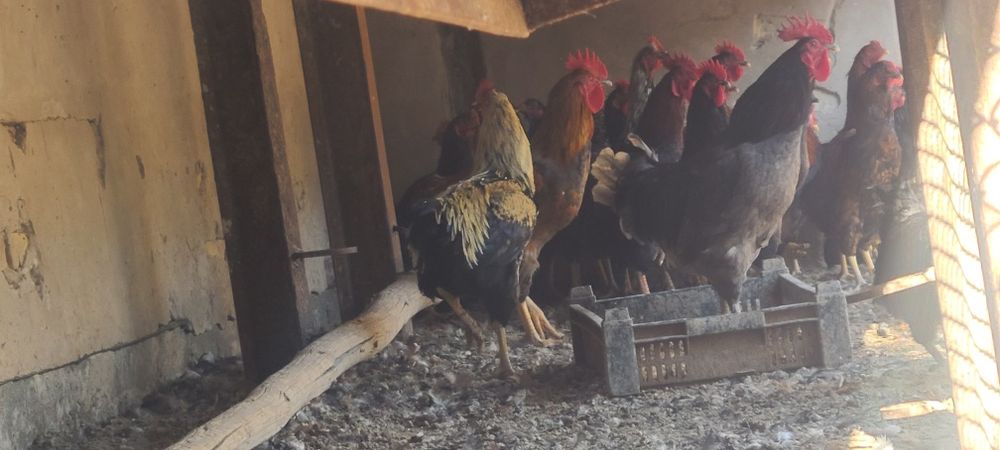 Хоразлар сотилади донаси 150 минг