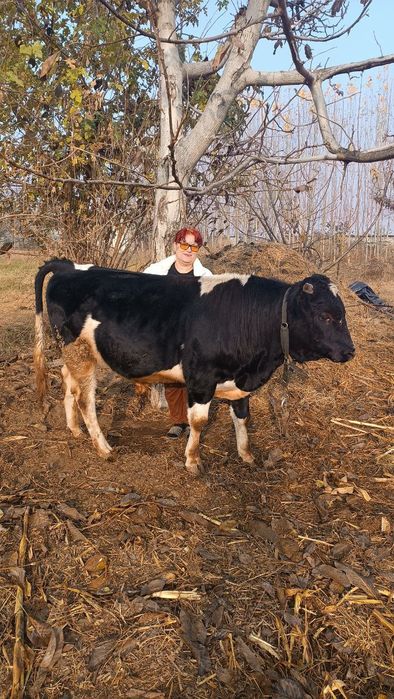 Продаю быка на племя