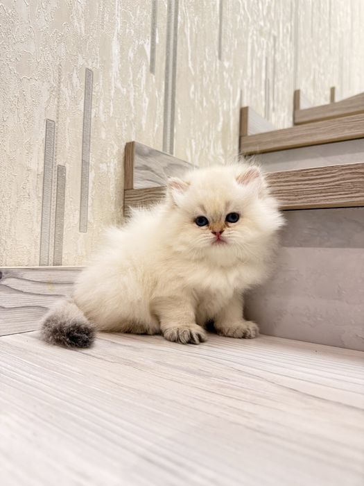 На продаже элитная девочка