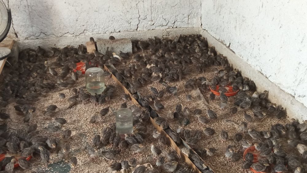Bedona jujasi soglom