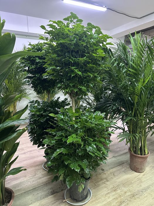 Радермахера  170см