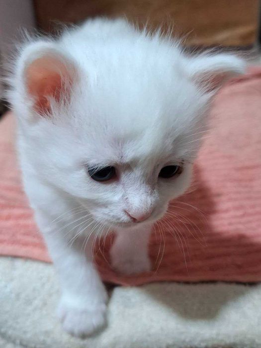Котенок от ангорки белого цвета с серыми глазками
