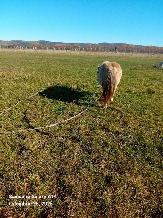 Cal de vanzare Nalatvad Ion Batalan