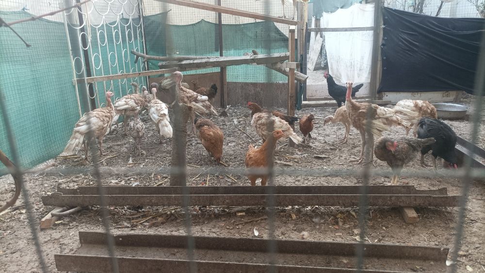 Продаётся цыплята ( Бурбон)