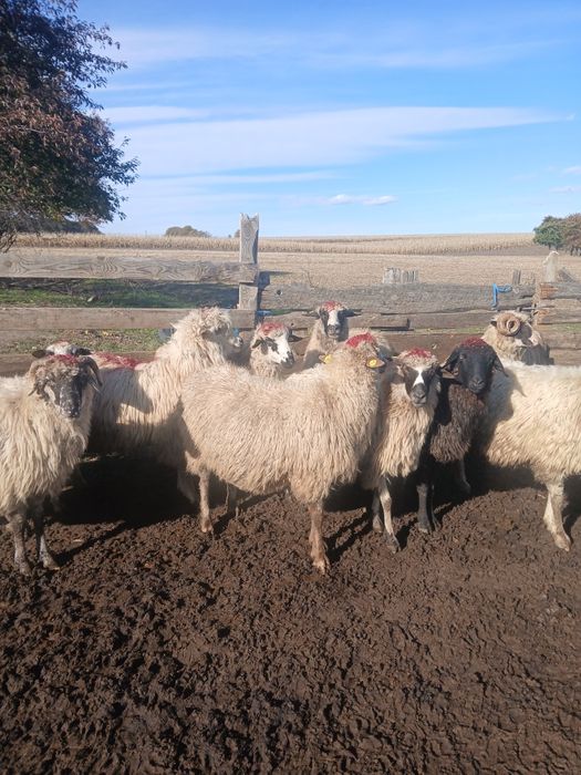 Vînd  10 oi grase și bune la gura