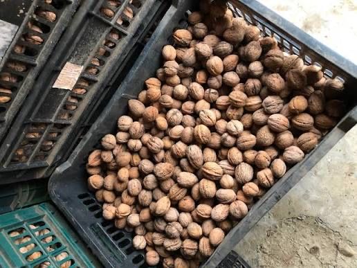 Vand nuci in coaja 5 lei pe kilogram ‼️Contact strict pe Whatsapp‼️