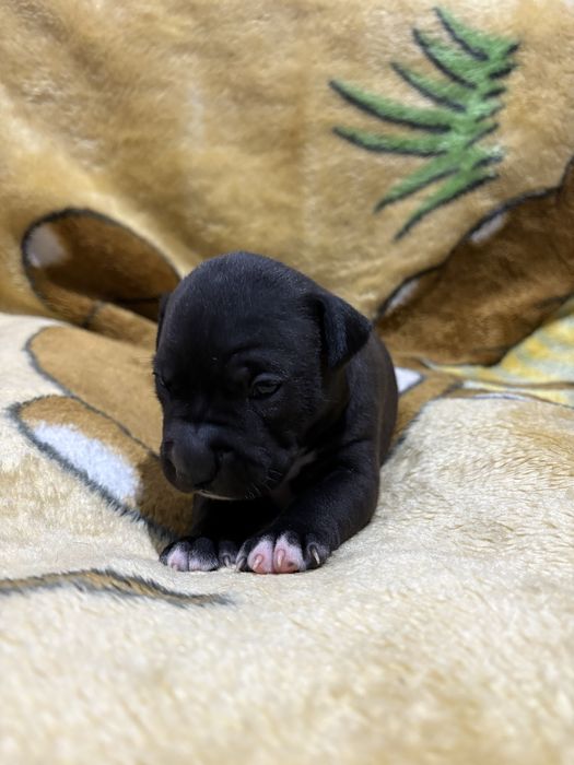 Бронь щенков питбуля