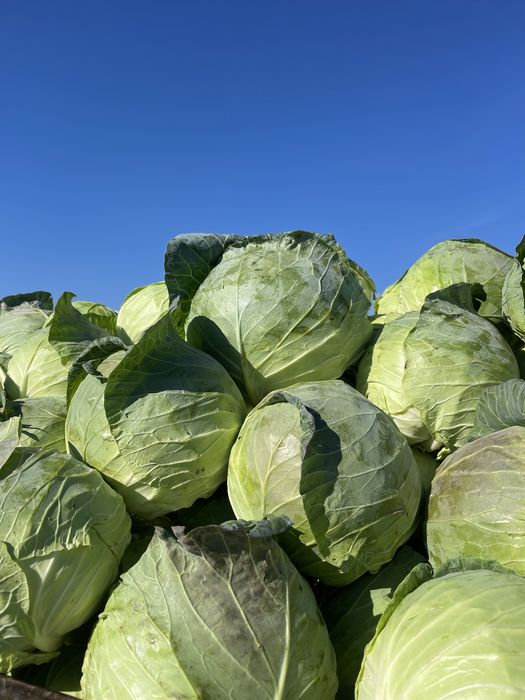 Varza pentru  murat !