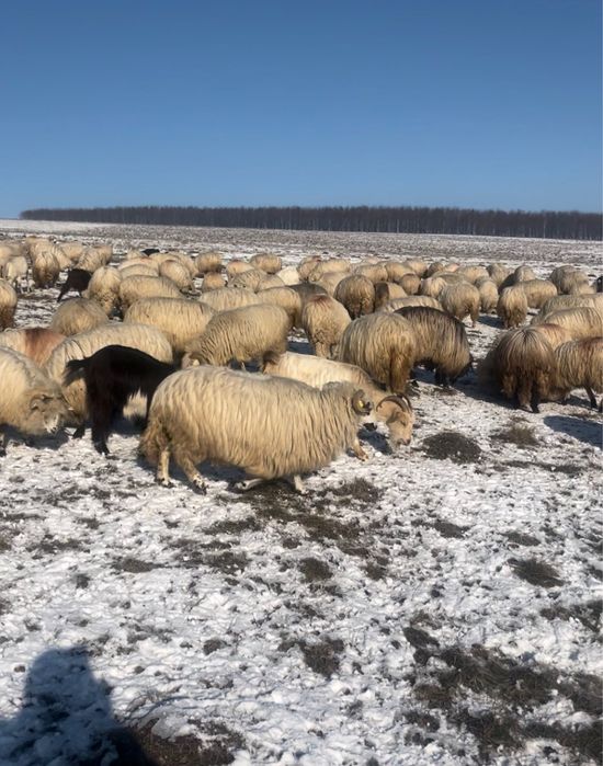Capre de vanzare, 350 lei bucata