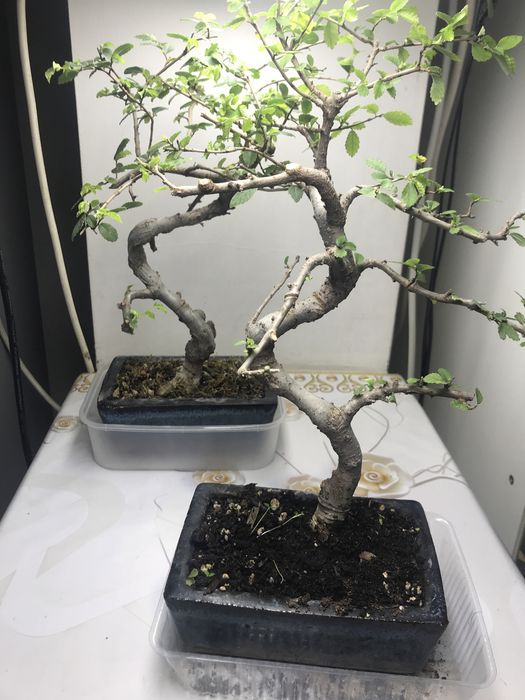 Продам бонсай китайский вяз!