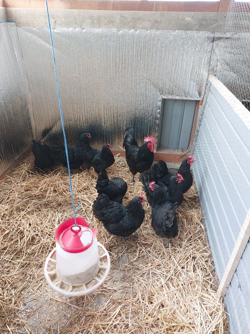 Oua Australorp 5 lei