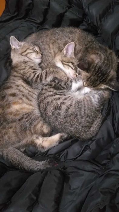 Енг жаксы пишиклар