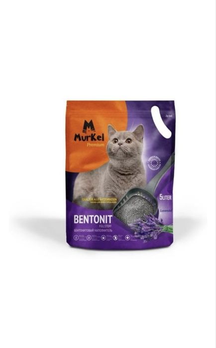 Кот шотланский вислоухий