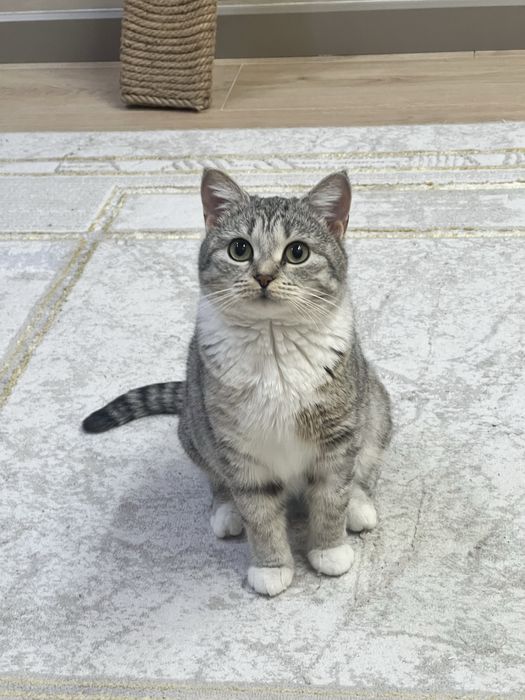 Отдадим кошку в добрые руки