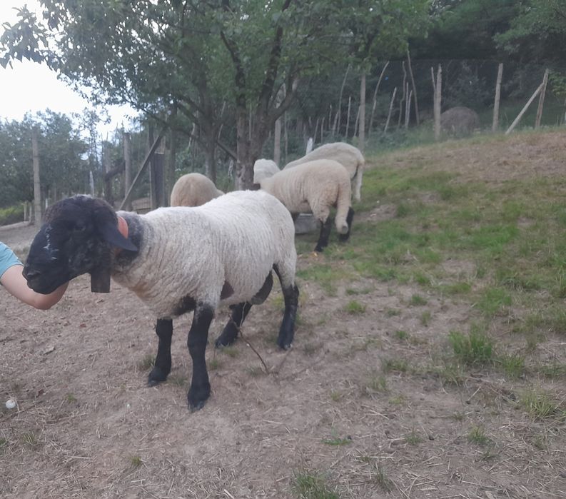 Berbec Sulfok de vânzare sau schimb