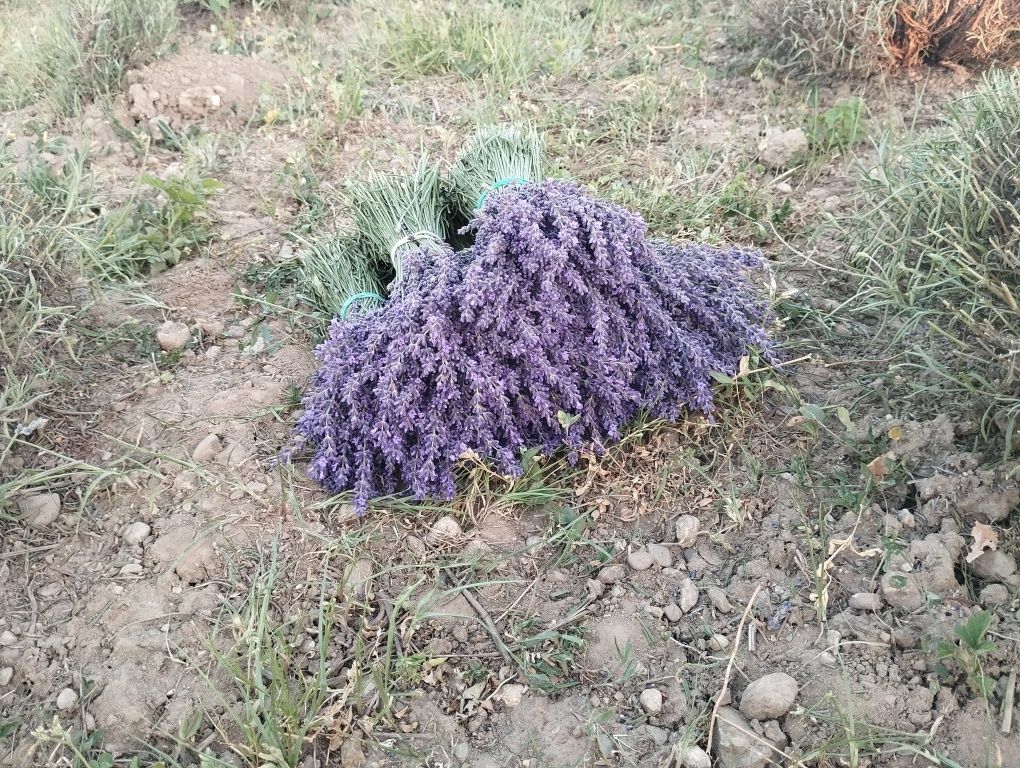 Buchete aranjamente cu lavandă