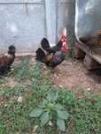 Vanzare Gainuse Pitice
