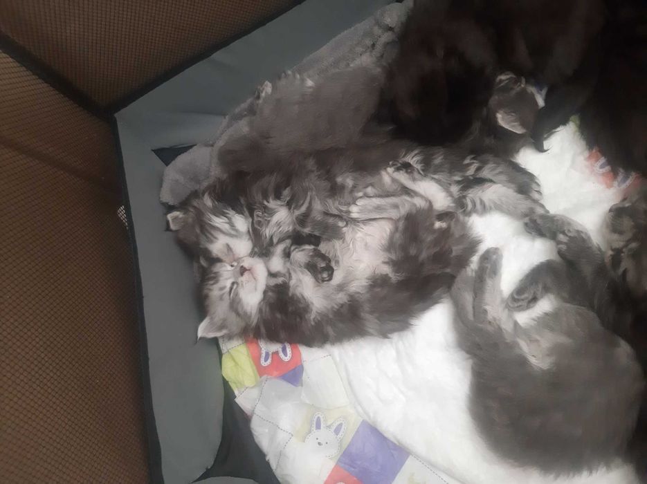 Мейн кунчета много сладки