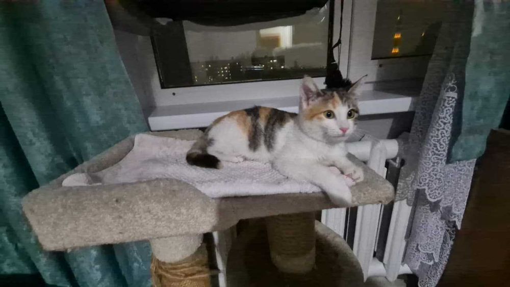 Девочка Софа гладкошерстная - трехцветная