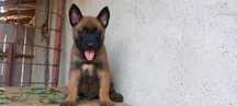 Ciobănesc belgian malinois