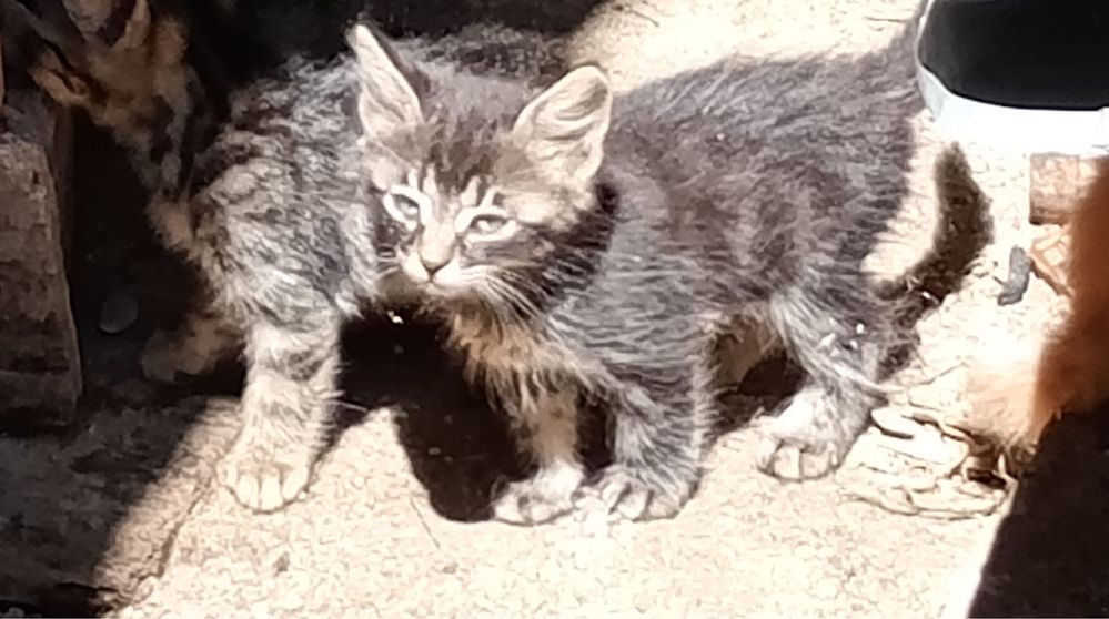 Pisoiasi pentru adoptie