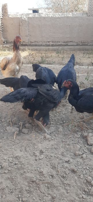 Dakan tovuqlari.Zoti aniq