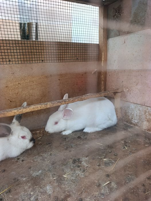 Böğoz quyonla 8 oyli boliwti. 2 ta