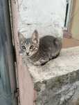 dau spre adoptie pisoi