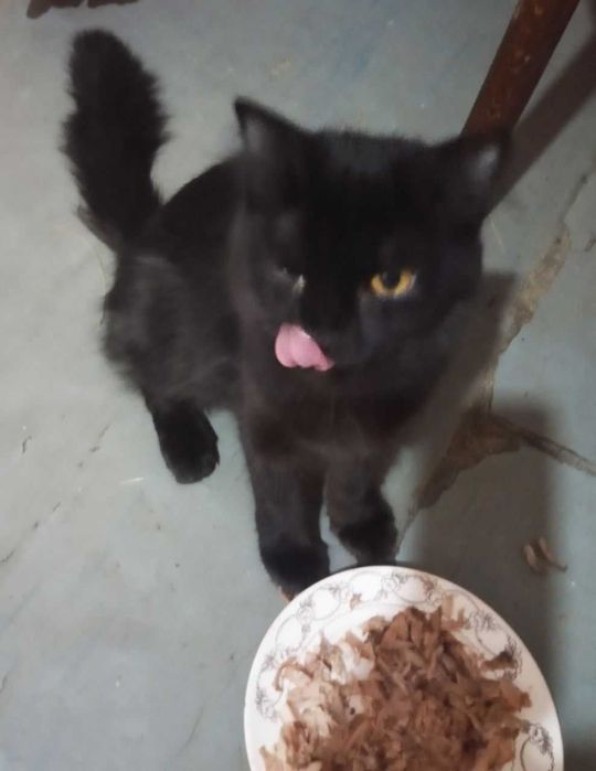 Взрослые котята в добрые руки. Смотрите фото