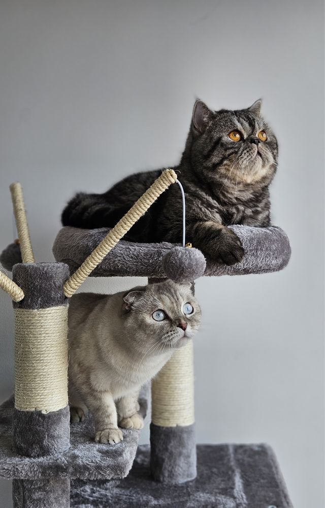 Fetiță Scottish Fold White Color Point