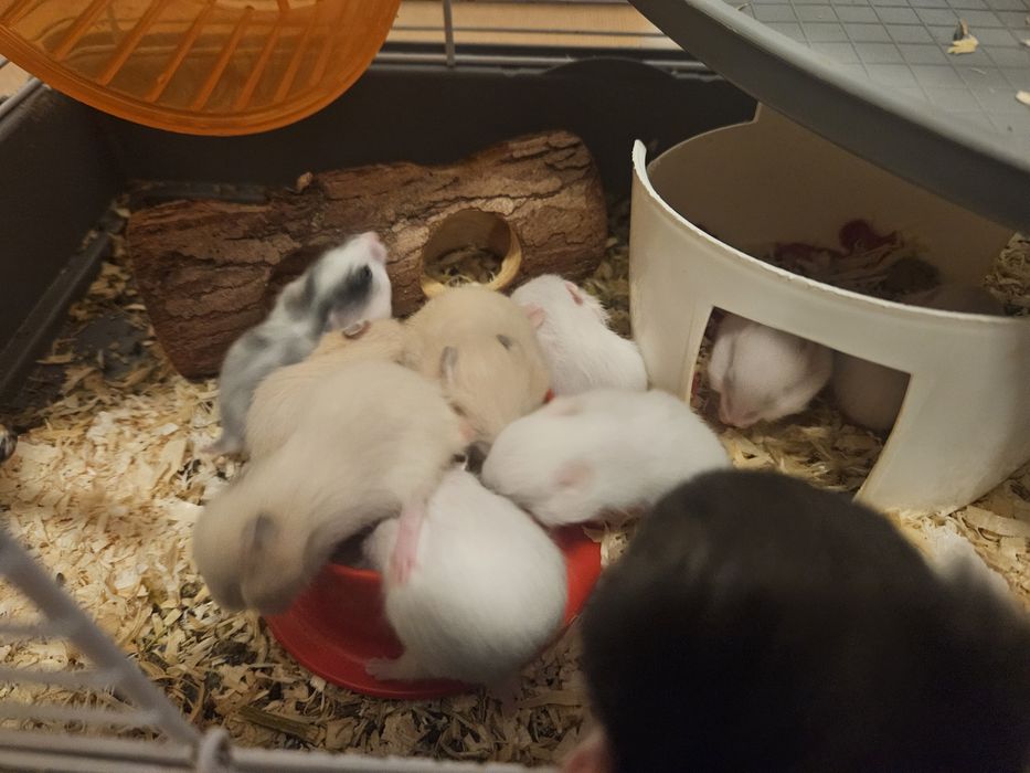 Hamsteri Auris/Champbell (5 albi,2 crem, 1 negru)