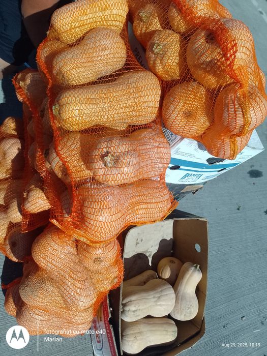 Dovleac plăcintar soi Matilda f1