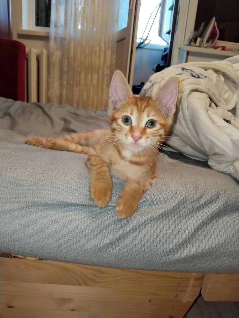Котёнок Аравийского Мау