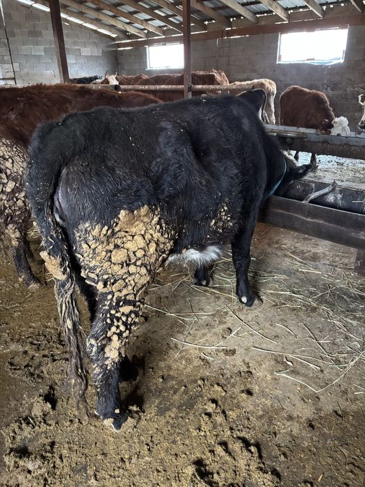 Семіз құнажындар сатылады