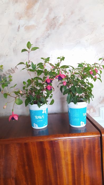 Комнатные цветы разные